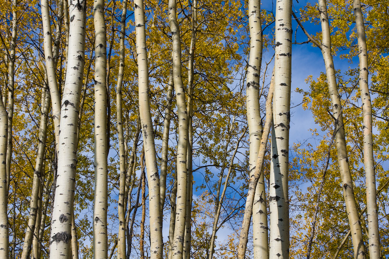 Aspen Grove